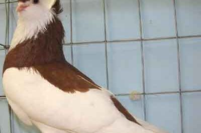 Felegyhaza Tumbler Pigeon: charakterystyka i informacje o rasie