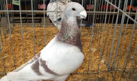 German Beauty Homer Pigeon: charakterystyka i informacje o rasie
