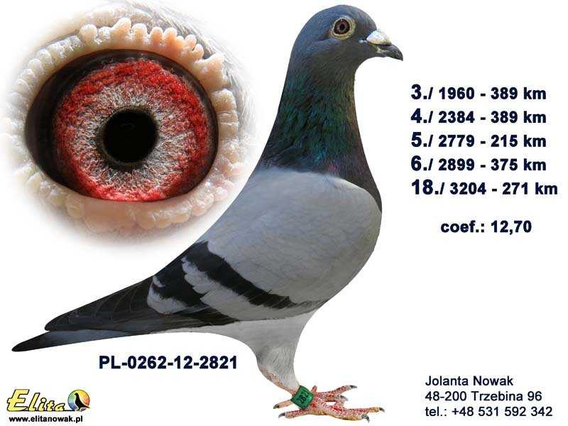 Gołębie pocztowe: różne metody prowadzenia gołębi pocztowych