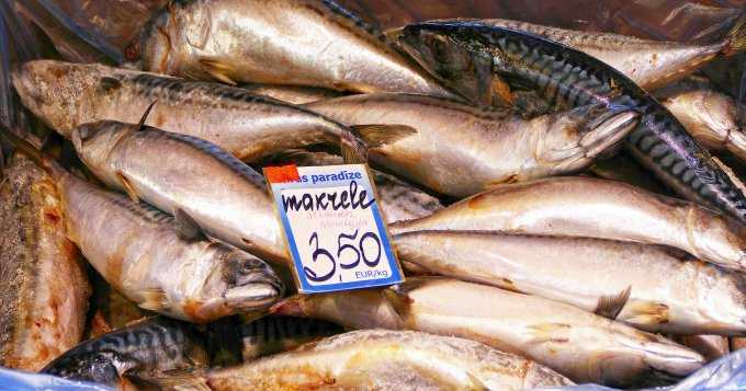 Hiszpańska makrela z wąską poprzeczką: charakterystyka i zastosowania