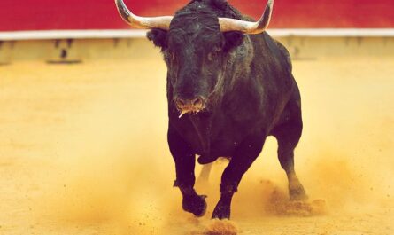 Hiszpański byk bojowy: charakterystyka, zastosowania i pełne informacje o rasie