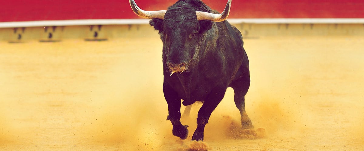 Hiszpański byk bojowy: charakterystyka, zastosowania i pełne informacje o rasie