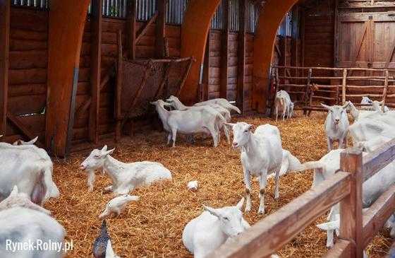 Hodowanie kóz dla zysku: jak hodować kozy, aby zarabiać pieniądze