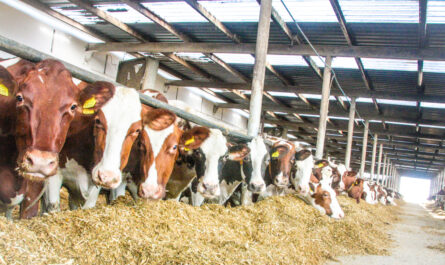 Hodowla bydła w Ayrshire: plan rozpoczęcia działalności dla początkujących