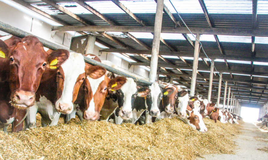 Hodowla bydła w Chianinie: plan rozpoczęcia działalności dla początkujących