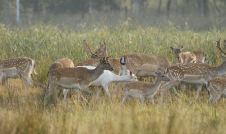 Hodowla jeleni: dochodowy plan rozpoczęcia działalności dla początkujących