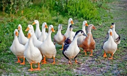 Hodowla kaczek: jak hodować kaczki jak zawodowcy