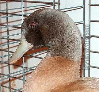 Hodowla kaczek Orpington: plan rozpoczęcia działalności dla początkujących