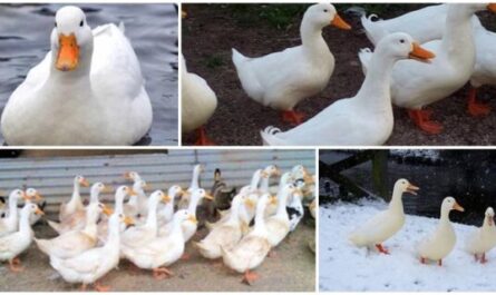 Hodowla kaczek szetlandzkich: plan rozpoczęcia działalności dla początkujących