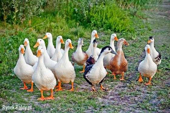 Hodowla kaczek w Aylesbury: plan rozpoczęcia działalności dla początkujących