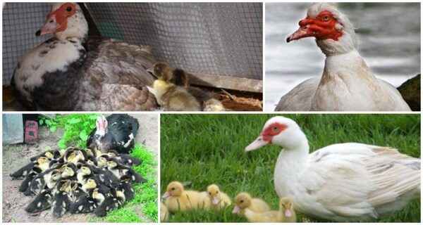 Hodowla kaczek z kurczakami: dochodowy biznes dla początkujących