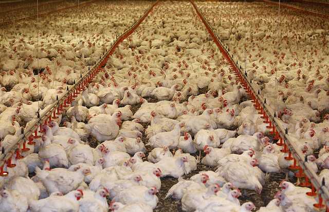 Hodowla kurczaków w Ixworth: biznesowy plan startowy dla początkujących