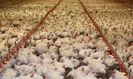 Hodowla kurczaków w Fayoumi: biznesowy plan startowy dla początkujących