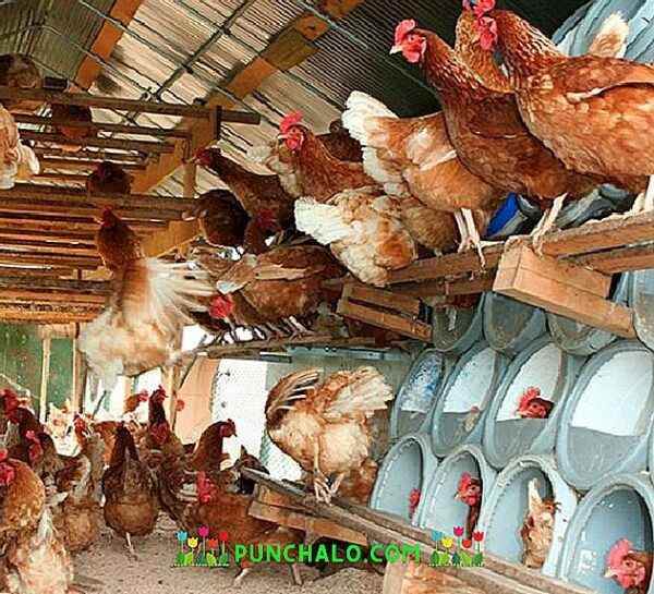 Hodowla kurczaków Ameraucana: plan rozpoczęcia działalności dla początkujących