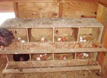 Hodowla kurczaków w Ankonie: biznesowy plan startowy dla początkujących