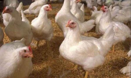 Hodowla kurczaków w Minorce: plan rozpoczęcia działalności dla początkujących