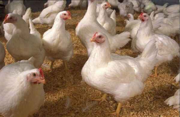 Hodowla kurczaków w Minorce: plan rozpoczęcia działalności dla początkujących