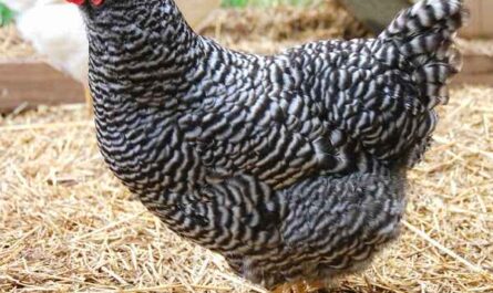 Hodowla kurczaków w Plymouth Rock: biznesowy plan startowy dla początkujących