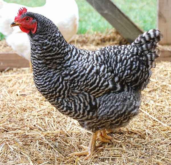 Hodowla kurczaków w Plymouth Rock: biznesowy plan startowy dla początkujących
