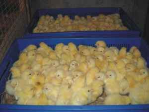 Hodowla kurczaków z gołą szyją: biznesowy plan startowy dla początkujących
