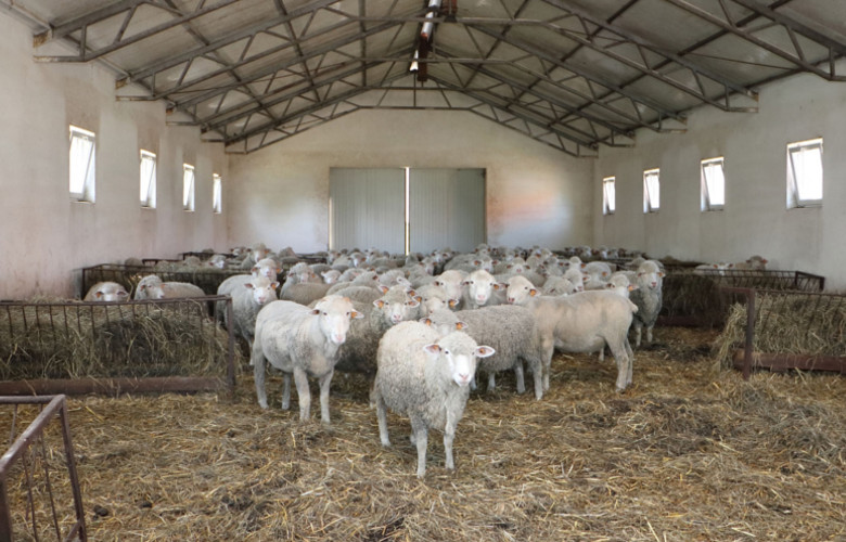 Hodowla owiec w Indiach: łatwy i lukratywny biznes dla początkujących