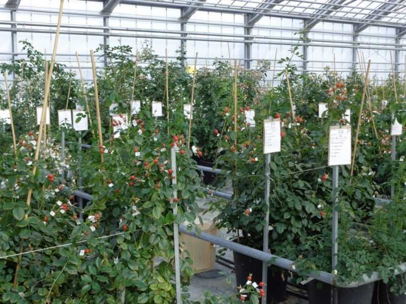 Hodowla róż: komercyjna uprawa róż dla początkujących