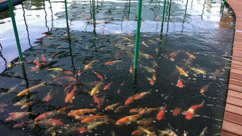 Hodowla ryb Koi: dochodowa produkcja okoni pnących