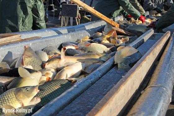 Hodowla ryb w Pabdzie: plan rozpoczęcia działalności dla początkujących