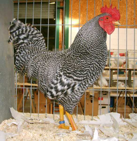 Hodowla Scots Grey Chicken: biznesowy plan startowy dla początkujących