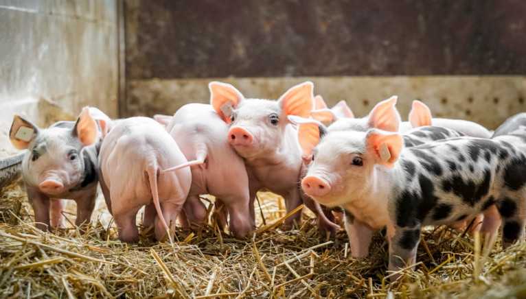Hodowla świń: jak hodować świnie (przewodnik dla początkujących)