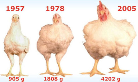 Holenderska hodowla kurczaków bantam: biznesowy plan startowy dla początkujących