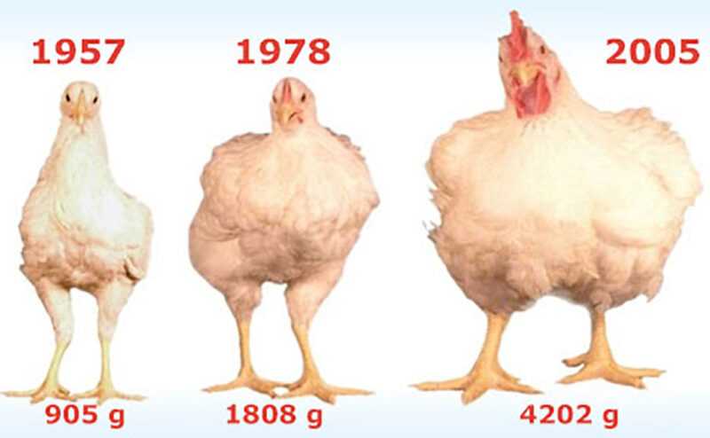 Holenderska hodowla kurczaków bantam: biznesowy plan startowy dla początkujących