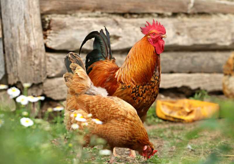 Houdan Chicken: charakterystyka, temperament i pełne informacje o rasie