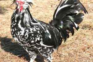 Houdan hodowla kurczaka: Biznesowy plan startowy dla początkujących