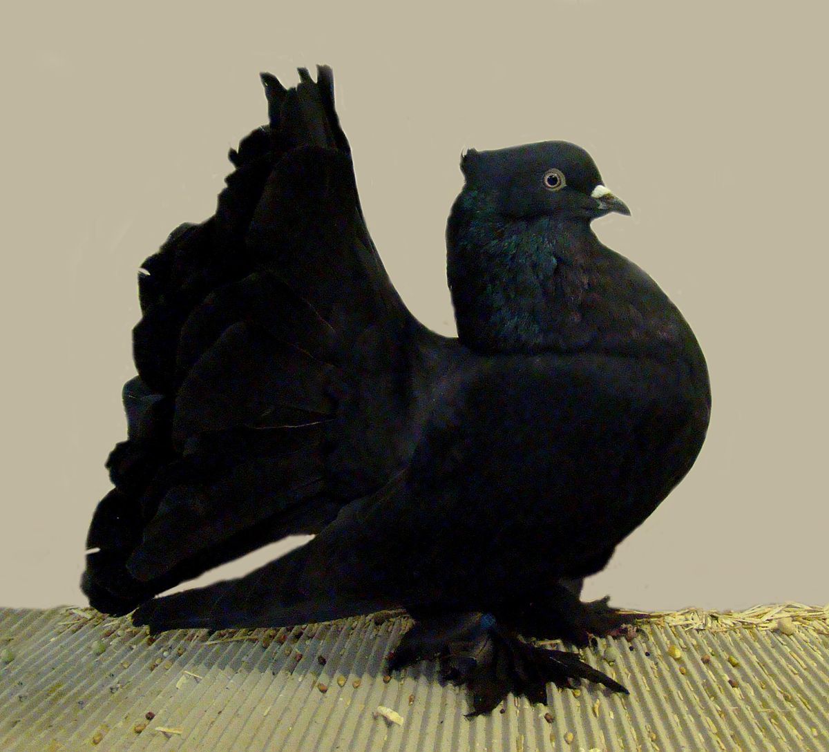 Indian Fantail Pigeon: charakterystyka, zastosowania i informacje o rasie