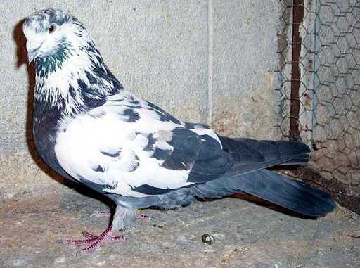 Iranian Highflying Tumbler Pigeon: charakterystyka i informacje o rasie