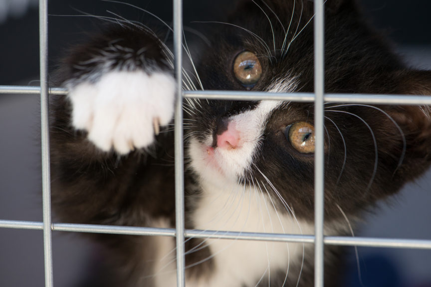 Jak adoptować kota: najlepszy przewodnik dotyczący adopcji kota i znalezienia nowego domu dla początkujących