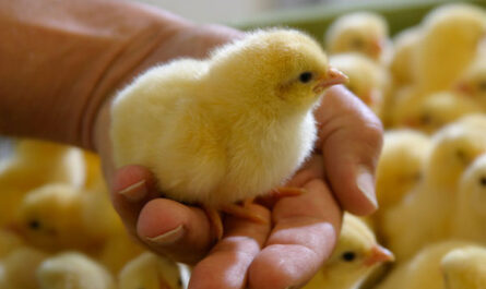 Jak hodować kurczaki na podwórku: pełny przewodnik biznesowy dla początkujących