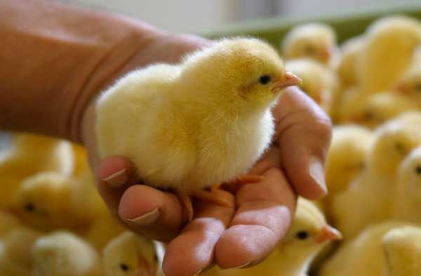 Jak hodować kurczaki na podwórku: pełny przewodnik biznesowy dla początkujących
