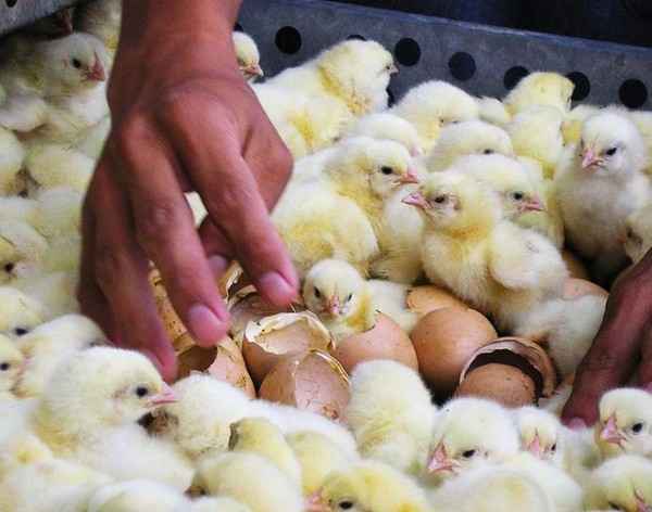 Jak kupować kurczaki dla niemowląt: Przewodnik dla początkujących dotyczący zakupu piskląt