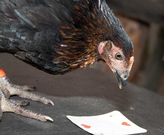 Jak szkolić kurczaki: Przewodnik dla początkujących dotyczący szkolenia kurczaków