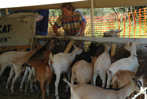 Karmienie kóz mięsnych: kompletny przewodnik żywieniowy dla kóz dla początkujących