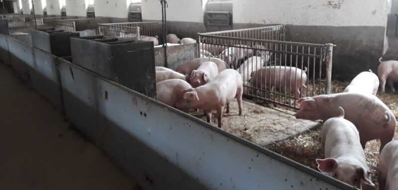 Karmienie świń: jak karmić świnie (przewodnik dla początkujących)