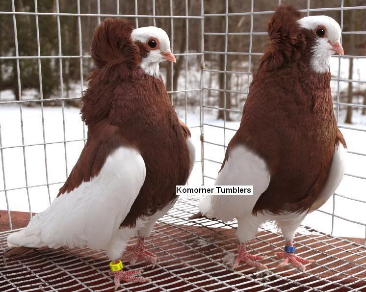 Komorner Tumbler Pigeon: charakterystyka i informacje o rasie