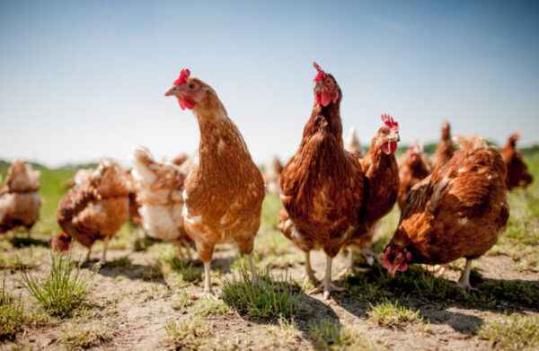 Komunikowanie się z kurczakami: jak komunikować się z kurczakami