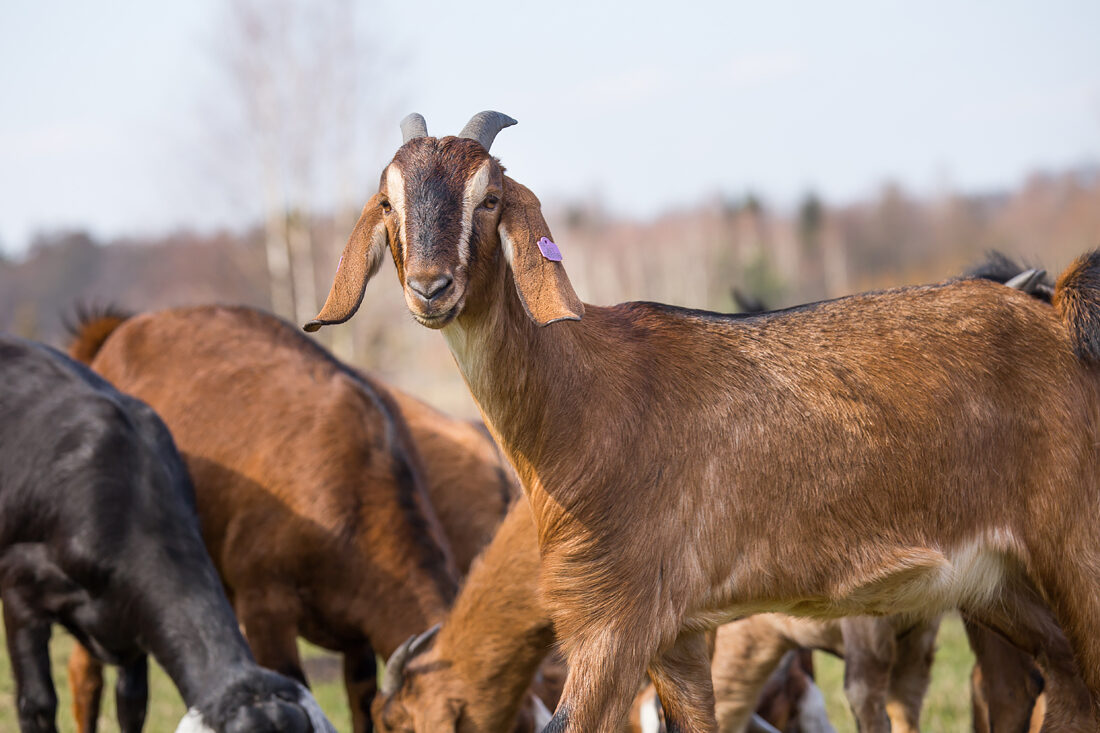 Koza anglonubijska: charakterystyka, karmienie, hodowla i opieka