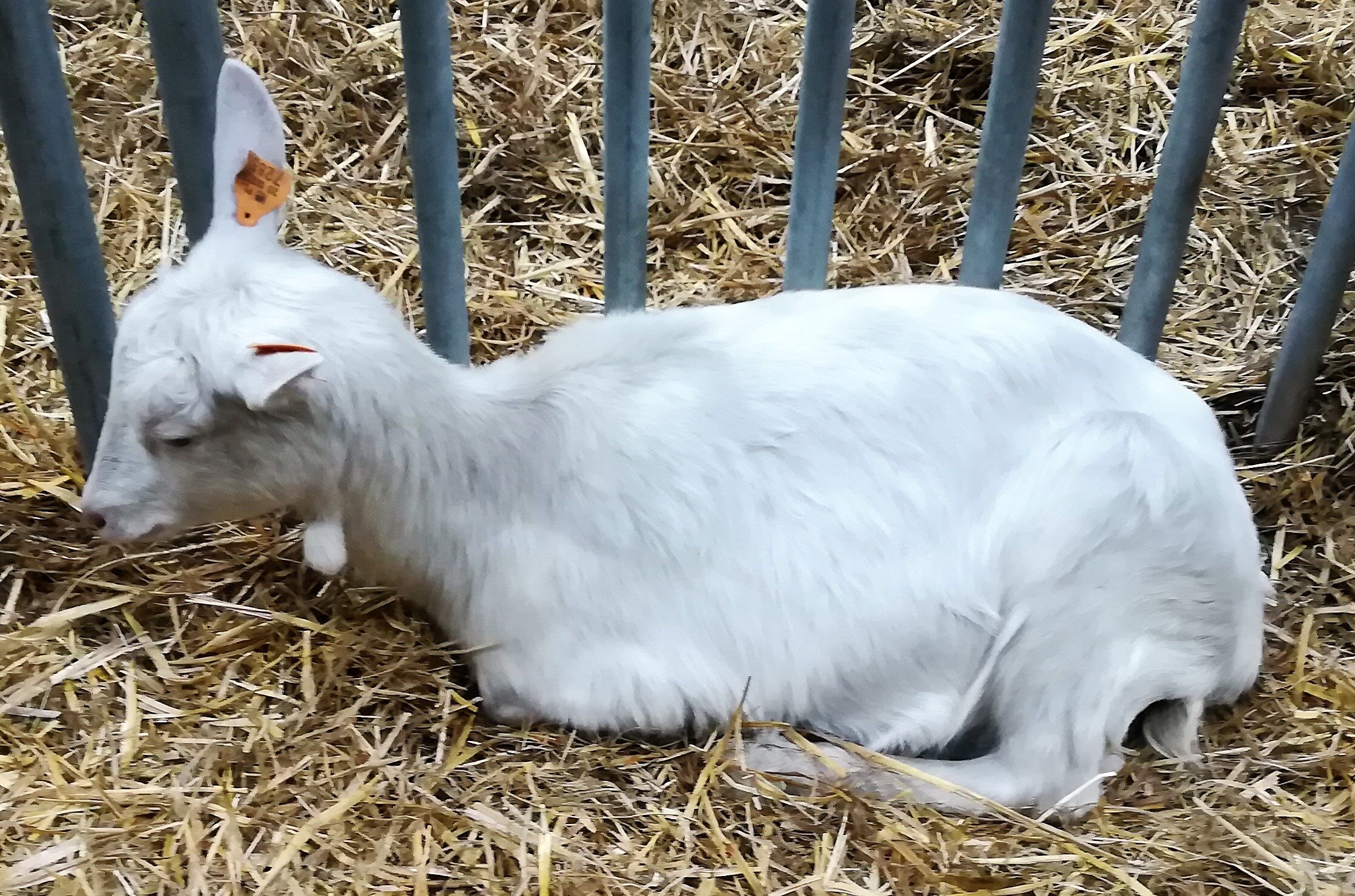 Koza biała krótkowłosa: charakterystyka, zastosowania i pełne informacje o rasie