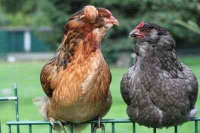 Kurczak Araucana: charakterystyka, temperament i pełne informacje o rasie