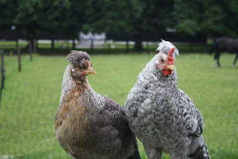Legbar Chicken: charakterystyka, temperament i pełne informacje o rasie