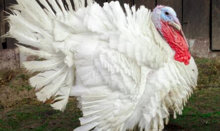 Midget White Turkey: charakterystyka, zastosowania i informacje o rasie